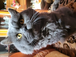 cuplu pisicute british