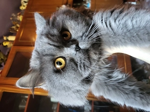 cuplu pisicute british - imagine 5