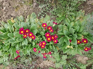 Flori la ghiveci. 5 lei