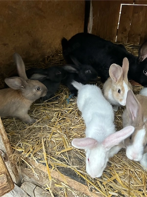 iepurasi hycole fracez  - imagine 3