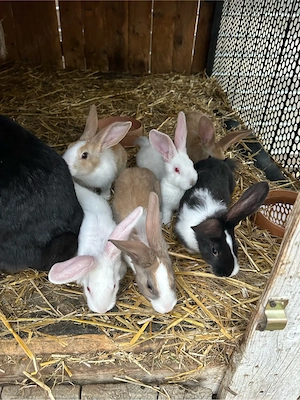 iepurasi hycole fracez  - imagine 2