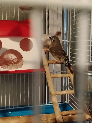 Vand urgent - imagine 4