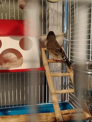 Vand urgent - imagine 2