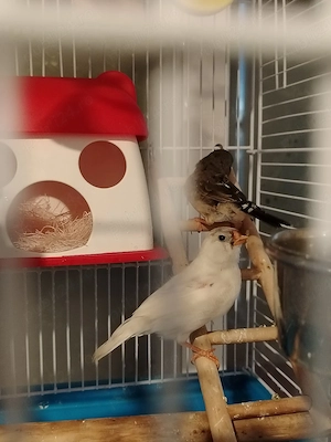 Vand urgent - imagine 3