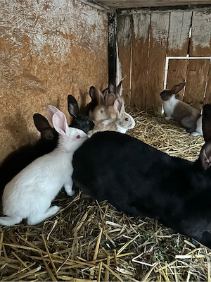 iepurasi hycole fracez  - imagine 5