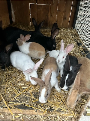 iepurasi hycole fracez  - imagine 4