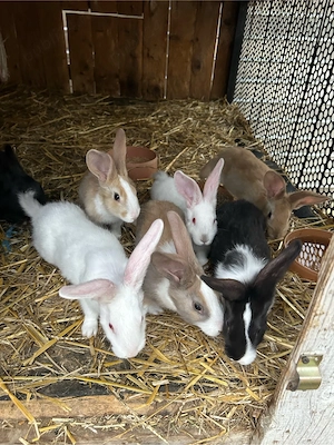 iepurasi hycole fracez 