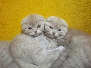 Pui British Shorthair Lilac - imagine 3