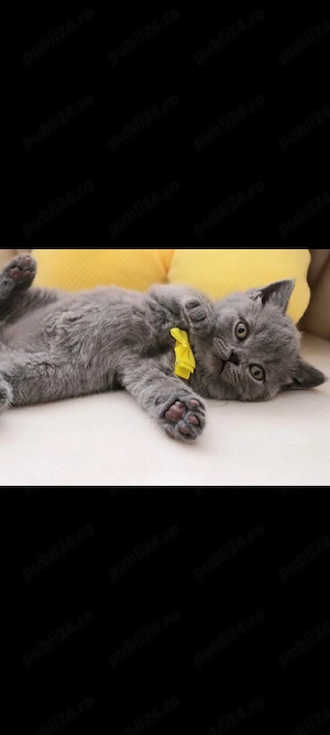 British Shorthair !!!