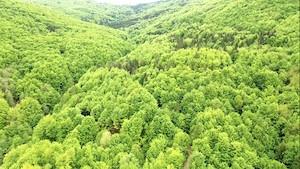 Vanzare teren Slanic Moldova - imagine 6