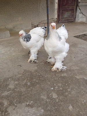 Vind puii și ouă găini rasă brahma HD.  - imagine 2