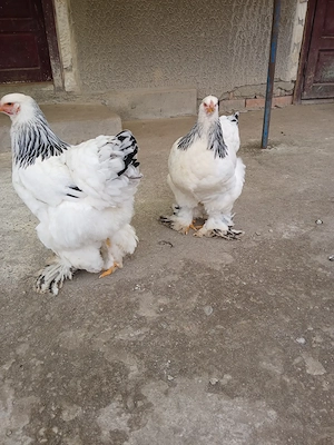 Vind puii și ouă găini rasă brahma HD.  - imagine 3