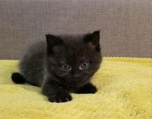 British Shorthair black