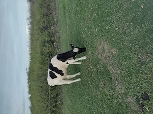 Vând vitele,,,,,,,,, - imagine 4