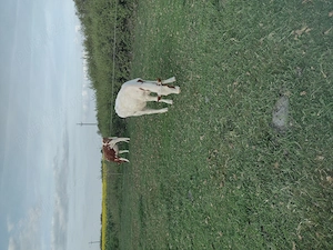 Vând vitele,,,,,,,,, - imagine 5