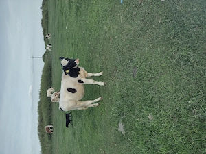 Vând vitele,,,,,,,,, - imagine 8