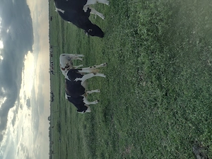 Vând vitele,,,,,,,,, - imagine 10