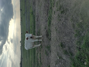 Vând vitele,,,,,,,,,