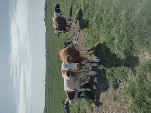 Vând vitele,,,,,,,,, - imagine 9