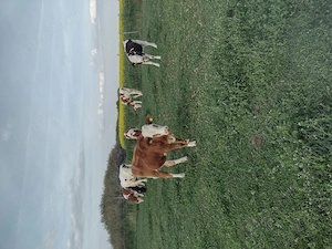 Vând vitele,,,,,,,,, - imagine 3