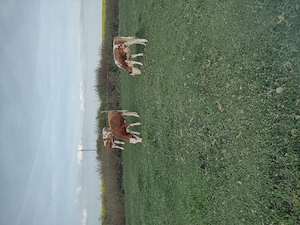 Vând vitele,,,,,,,,, - imagine 2