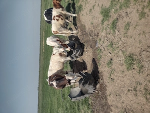 Vând vitele,,,,,,,,, - imagine 7