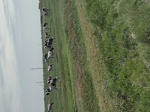 Vând vitele,,,,,,,,, - imagine 6