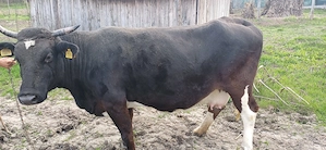 Vând vacă monta angus - imagine 2