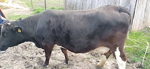 Vând vacă monta angus