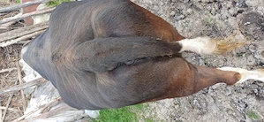 Vând vacă monta angus - imagine 3