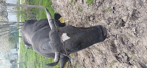 Vând vacă monta angus - imagine 4