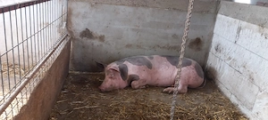 Vând purcelusa pietrain