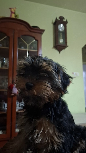 Vand pui căței York Terierr talie medie