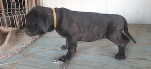 Femela cana corso - imagine 4
