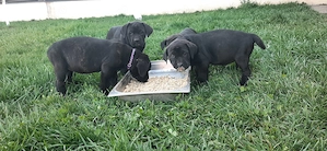 Femela cana corso - imagine 5