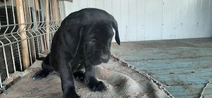 Femela cana corso - imagine 2