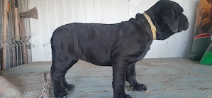 Femela cana corso - imagine 3