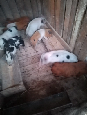 Vând purcei  - imagine 2