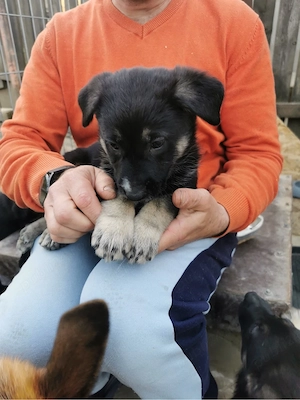 Pui de Ciobanesc German