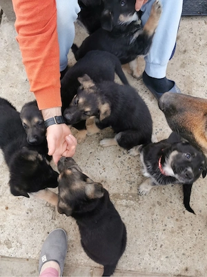 Pui de Ciobanesc German - imagine 2