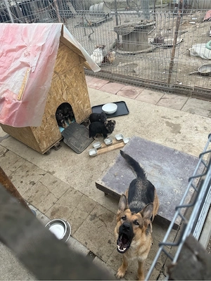 Pui de Ciobanesc German - imagine 3