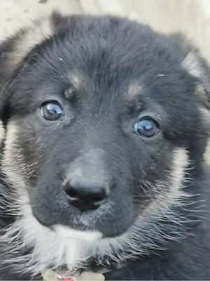 Pui de Ciobanesc German - imagine 4