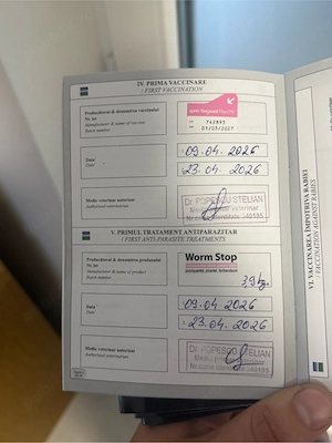 Pui de Ciobanesc German - imagine 5