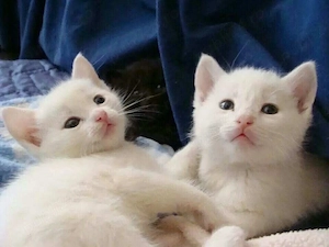 Siberiana de Pădure 