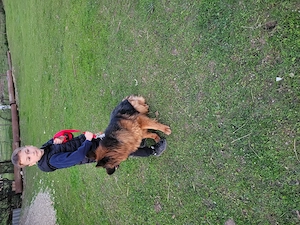 Femela ciobanesc german  - imagine 2