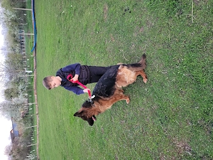 Femela ciobanesc german 