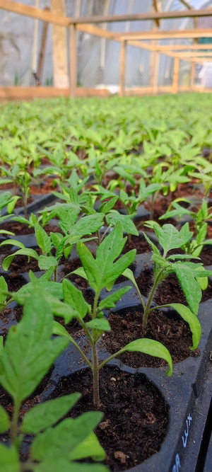 Vând răsaduri de roșii 