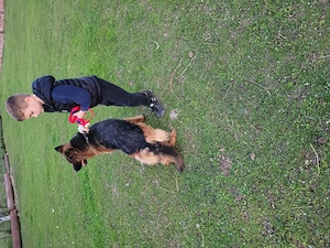 Femela ciobanesc german  - imagine 3