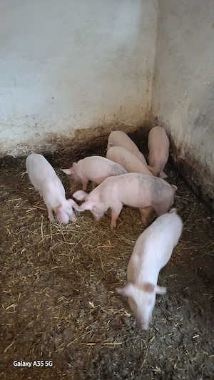 Vând 6 purcei  de 8 săptămâni 