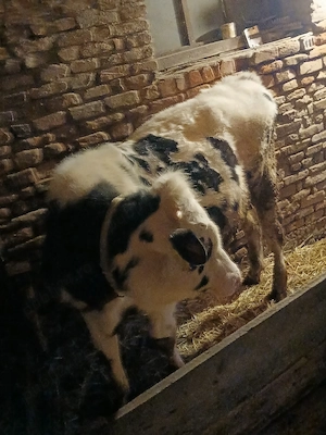 vand taur 7 luni - imagine 2